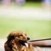 CoCo, a long haired dachshund, takes in sun while runners pass by on Huron River Drive on Sunday, June 2. Daniel Brenner I AnnArbor.com